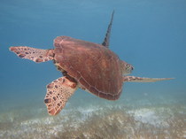 nage avec les tortues, en croisière dans les Grenadines
