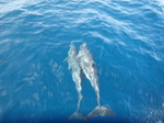 dauphins en navigation sur Océane