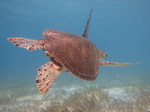 nage avec les tortues dans les Grenadines